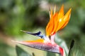 Bird of paradise or strelitzia or crane flower Ã¢â¬ÅStrelitzia reginaeÃ¢â¬Â closeup Royalty Free Stock Photo